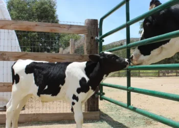 The Truth About Veal: What It Is and Why It Remains a Cruel Industry