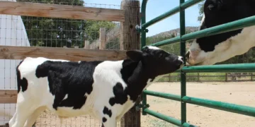 The Truth About Veal: What It Is and Why It Remains a Cruel Industry