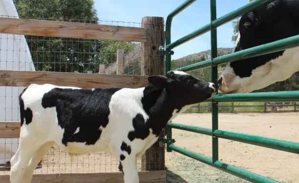 The Truth About Veal: What It Is and Why It Remains a Cruel Industry