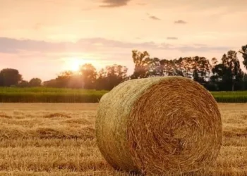 Regenerative Agriculture: A Solution to Climate Change