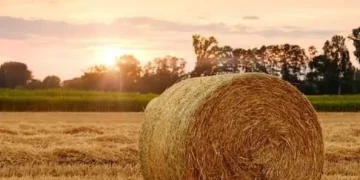 Regenerative Agriculture: A Solution to Climate Change