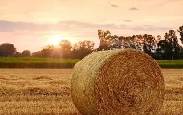 Regenerative Agriculture: A Solution to Climate Change