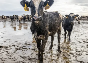 The Dark Side of Animal Agriculture: Why It’s Time for a Change