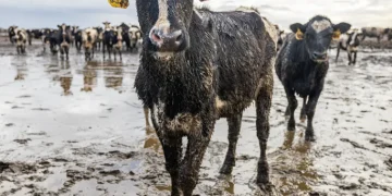 The Dark Side of Animal Agriculture: Why It’s Time for a Change