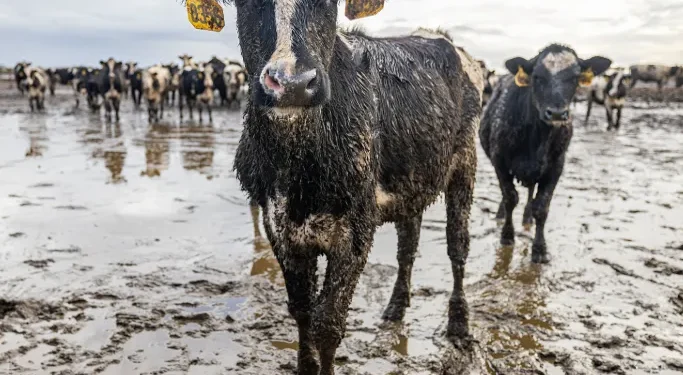 The Dark Side of Animal Agriculture: Why It’s Time for a Change