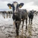 The Dark Side of Animal Agriculture: Why It’s Time for a Change