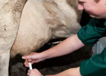 The Truth About Antibiotics in Livestock: How Overuse Puts Us All at Risk