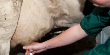 The Truth About Antibiotics in Livestock: How Overuse Puts Us All at Risk