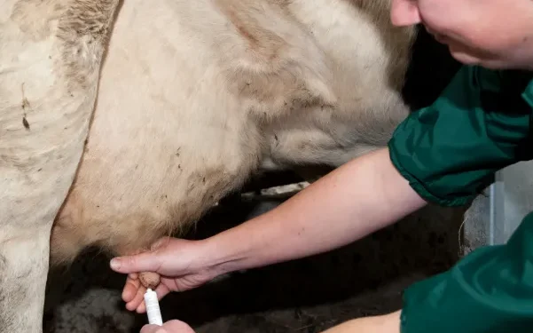 The Truth About Antibiotics in Livestock: How Overuse Puts Us All at Risk